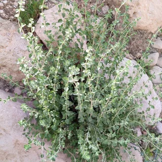 برگ و گل آویشن کوهی اعلا بسته ۵۰ گرمی